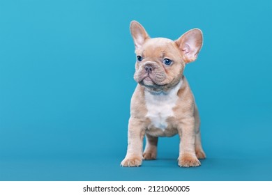 Lilac Red Fawn French Bulldog Dog Puppy On Blue Background