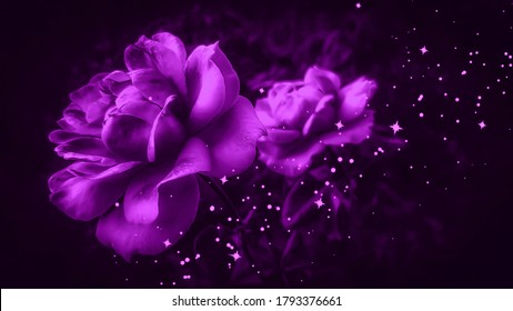 Lilac roses against black background. Violet roses isolated on black. Purple roses background. Lilac floral backdrop. Violet floral backdrop. Sparkling backgrounds. Glittering background.