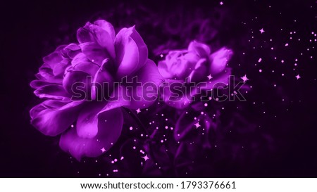 Lilac roses against black background. Violet roses isolated on black. Purple roses background. Lilac floral backdrop. Violet floral backdrop. Sparkling backgrounds. Glittering background.