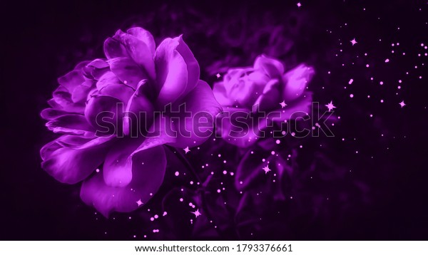 Lilac roses against black background. Violet\
roses isolated on black. Purple roses background. Lilac floral\
backdrop. Violet floral backdrop. Sparkling backgrounds. Glittering\
background.