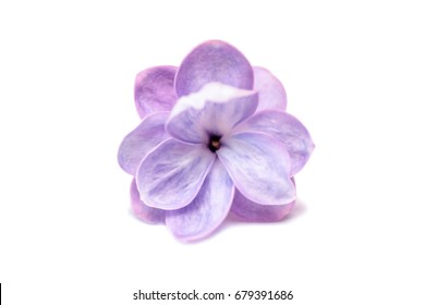 Lilac Single Flower Isolated On A White Background