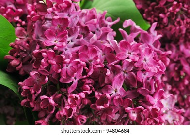 Lilac. Spring background.