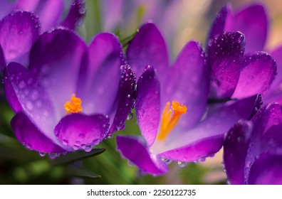  Lilac spring flowers crocus  in drops of dew. Spring flowering. Big plan. Selective soft focus. - Shutterstock ID 2250122735