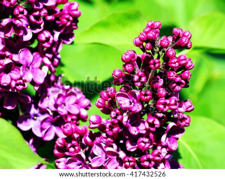 Lilac Syringa 'Charles Joly'