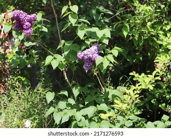 Lilac syringa vulgaris flowers against green leafy background