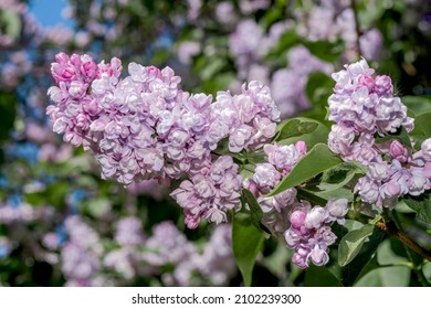 Lilac (Syringa Vulgaris) In Park