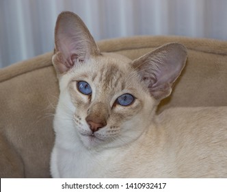 334 Lilac point siamese Images, Stock Photos & Vectors | Shutterstock