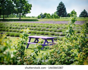 Lilac Table In Lavender Fields, Ontario, Canada