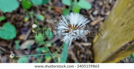 lilac tasselflower fruit with hairy pappus. Florida, November 20, 2023