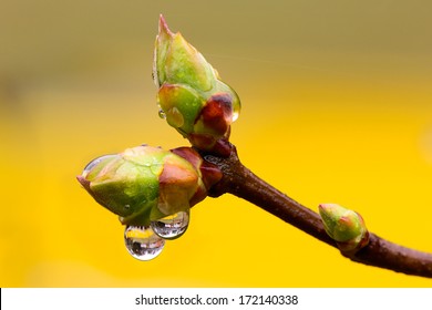 Lilac tree buds wet from a spring shower against a bright yellow background. 