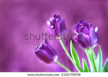 Similar – violet Nature Spring