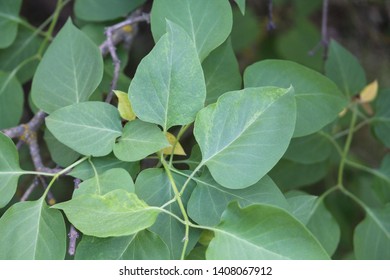 11 Lilac ring spot virus Images, Stock Photos & Vectors | Shutterstock