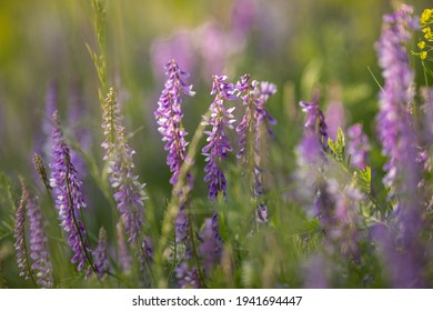 
Lilac wildflowers. Mountain lavender.Macro shot of nature. - Shutterstock ID 1941694447
