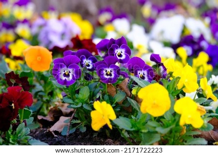 Lilac and yellow variegated pansies, close-up.