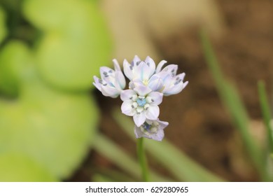 Lilac-blue "Spring Squill" flower (or Spring-flowered Squill) in St. Gallen, Switzerland. Its Latin name is Scilla Verna (Syn Scilla Umbellata), native to western Europe. - Shutterstock ID 629280965