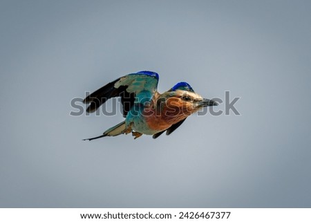 Lilac-breasted roller with catchlight flies from branch