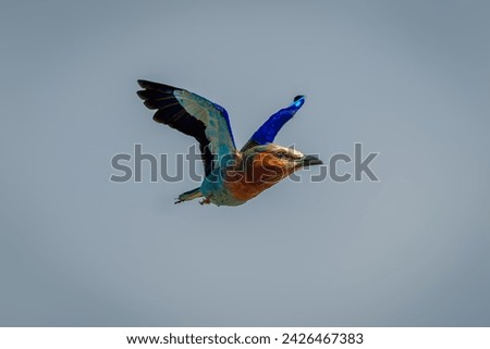 Lilac-breasted roller with catchlight flies through sky