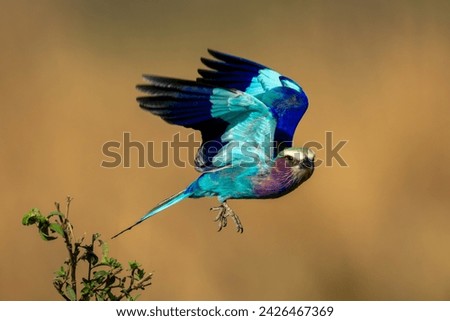 Lilac-breasted roller with catchlight flying from bush