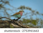 Lilac-breasted roller with catchlight on dead log
