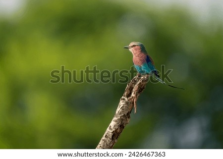 Lilac-breasted roller with catchlight on dead twig