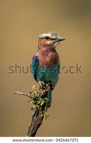 Lilac-breasted roller with catchlight on diagonal twig