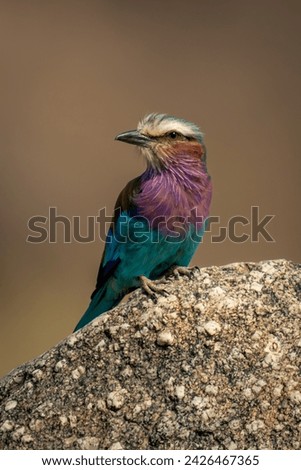 Lilac-breasted roller with catchlight on knobbly rock