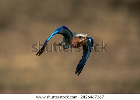 Lilac-breasted roller with catchlight tucks in wings
