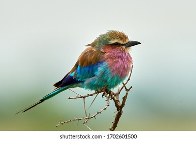 The lilac-breasted roller (Coracias caudatus) sitting on the branch.Lilac colored bird with green background.A typical African bird predator sitting on a thin branch