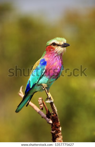 緑の背景にライラック色の鳥 細い枝に座る典型的なアフリカの鳥の捕食動物 の写真素材 今すぐ編集
