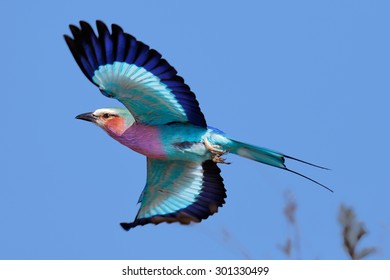 Lilac-breasted Roller (Coracias caudatus) taking flight against clear blue sky - Kruger National Park (South Africa)