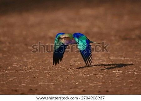 Lilac-breasted roller flying low and casting shadow
