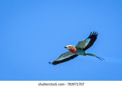 Lilac-breasted Roller flying with wings spread wide open, against a bright blue sky, Botswana, Africa
