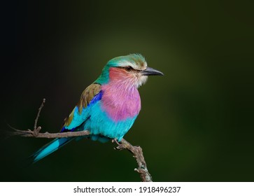 Lilac-breasted Roller foraging in the forest