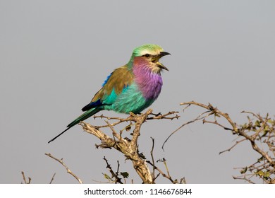 Lilac-breasted Roller on branch