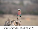 Lilac-breasted roller perched on a log