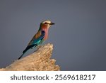 Lilac-breasted roller in profile on dry log