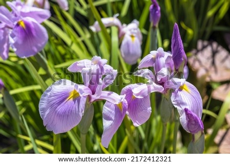 Lilac-pink flowers of Japanese water iris, also shallow-flowered iris in a garden.