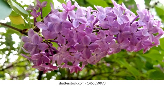 Lilacs In Bloom Northwestern Ontario