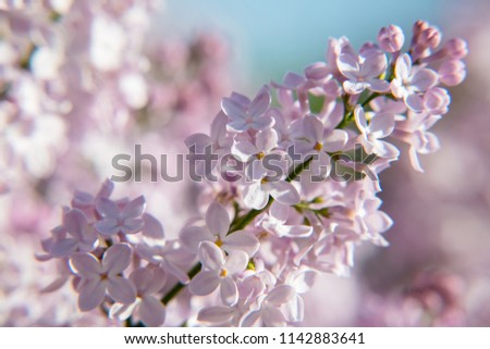 Lilacs in the Garden