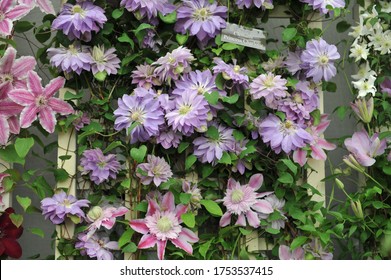 Lilac-violet Semi-double Large-flowered Clematis Princess Charlotte Blooms On An Exhibition In May 2016