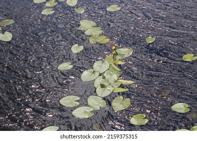 Lili Pads Lilly Pads Flowers