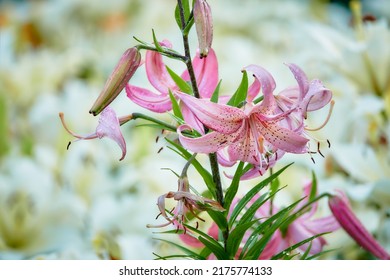 Lilia martagon Pink Morning. Lilium (members of which are true lilies) is a genus of herbaceous flowering plants growing from bulbs, all with large prominent flowers.