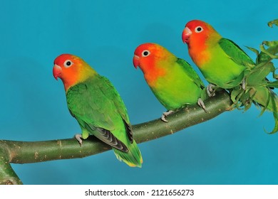 137 Lilians lovebird Images, Stock Photos & Vectors | Shutterstock