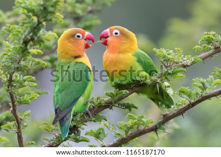  Lilian's lovebird - Nyasa-agapornis love is in the air