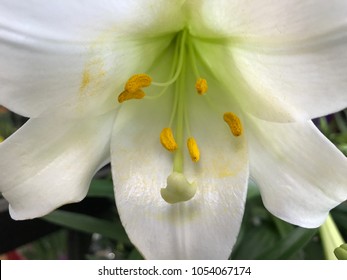 1,506 Chastity Flower Images, Stock Photos & Vectors | Shutterstock