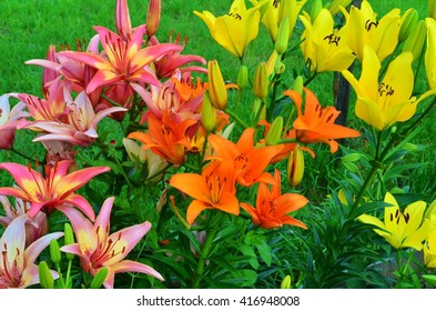 lilies in the garden - Shutterstock ID 416948008
