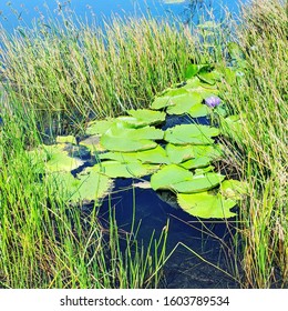 Lilies On The Pitch Lake 