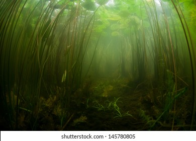 Lilies and other aquatic vegetation grow along the shallow edge of a pond in New England.  Freshwater ponds and lakes offer views of enclosed aquatic ecosystems. - Powered by Shutterstock