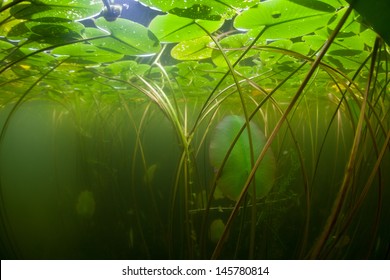 Lilies and other aquatic vegetation grow along the shallow edge of a pond in New England.  Freshwater ponds and lakes offer views of enclosed aquatic ecosystems. - Powered by Shutterstock