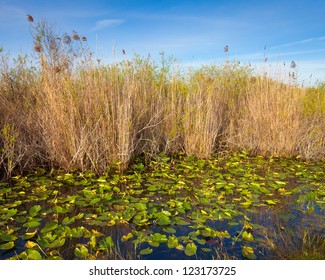 Lilies and reeds in the Everglades, Florida.